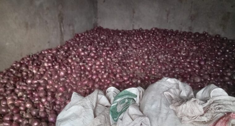 Well dried Red Bulb Onions