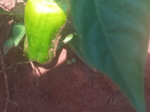 Green Capsicum ( Hoho)