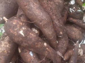 Cassava 2 tons available