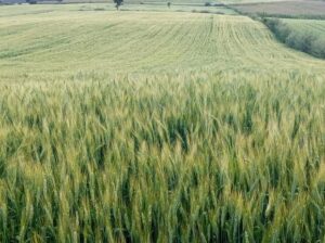 Selling wheat in Laikipia