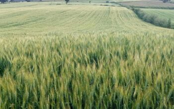 Selling wheat in Laikipia