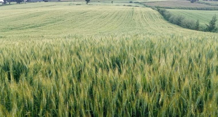 Selling wheat in Laikipia