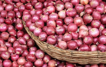 Red Bulb Onions