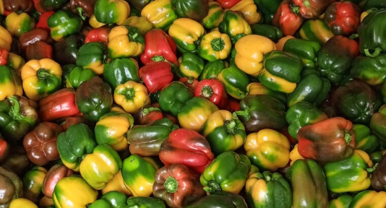 Capsicum (Hohos) for sale