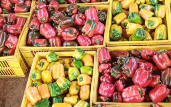 Capsicum (Hohos) for sale