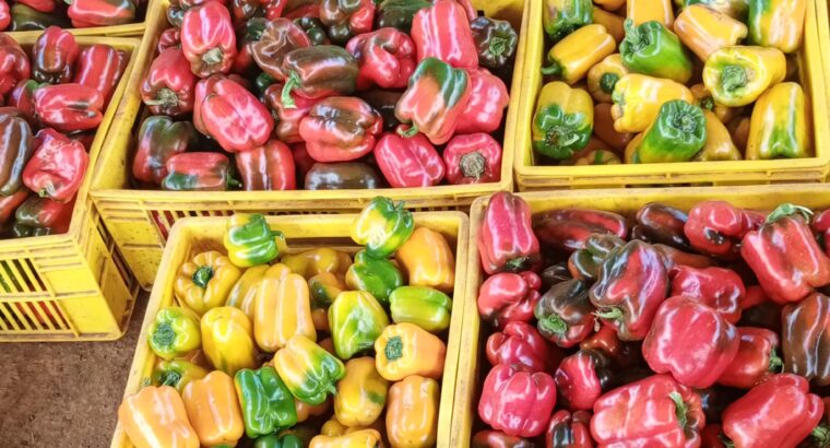 Capsicum (Hohos) for sale