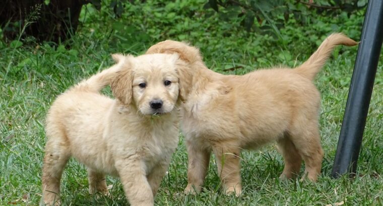 Golden retriever