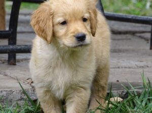 Golden retriever