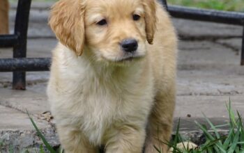 Golden retriever