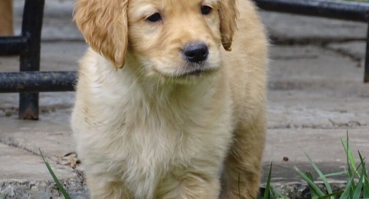 Golden retriever