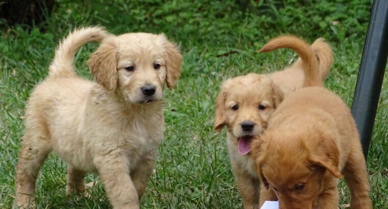 Golden retriever