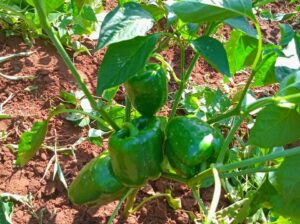 Capsicum (Hohos) for sale