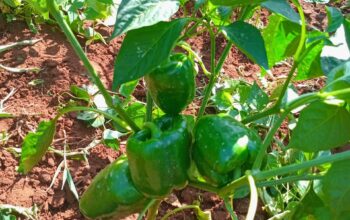 Capsicum (Hohos) for sale