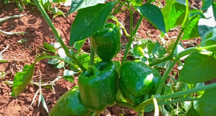 Capsicum (Hohos) for sale