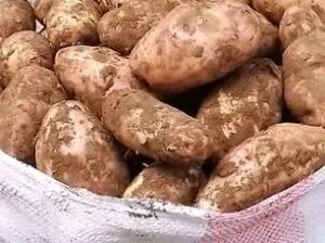 Potatoes for sale