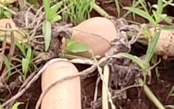 Fresh butternut from farm