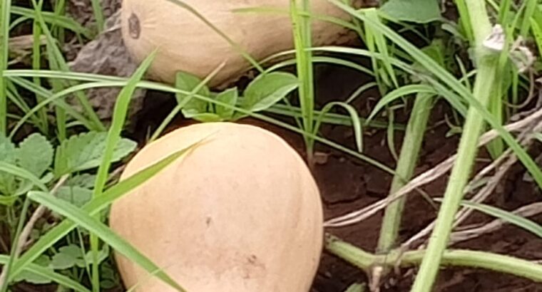 Fresh butternut from farm