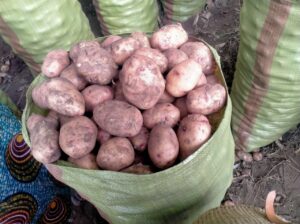 Fresh Irish Potatoes