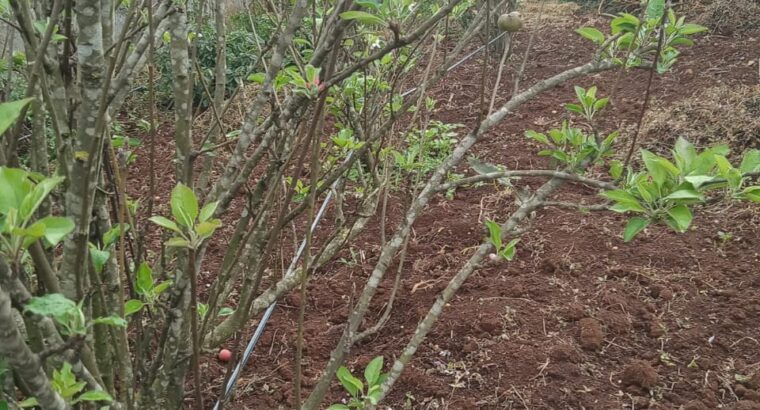 Apple seedlings