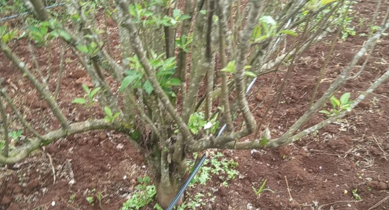 Apple seedlings