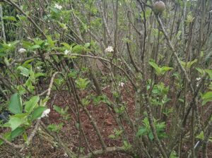 Apple seedlings