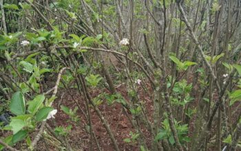 Apple seedlings