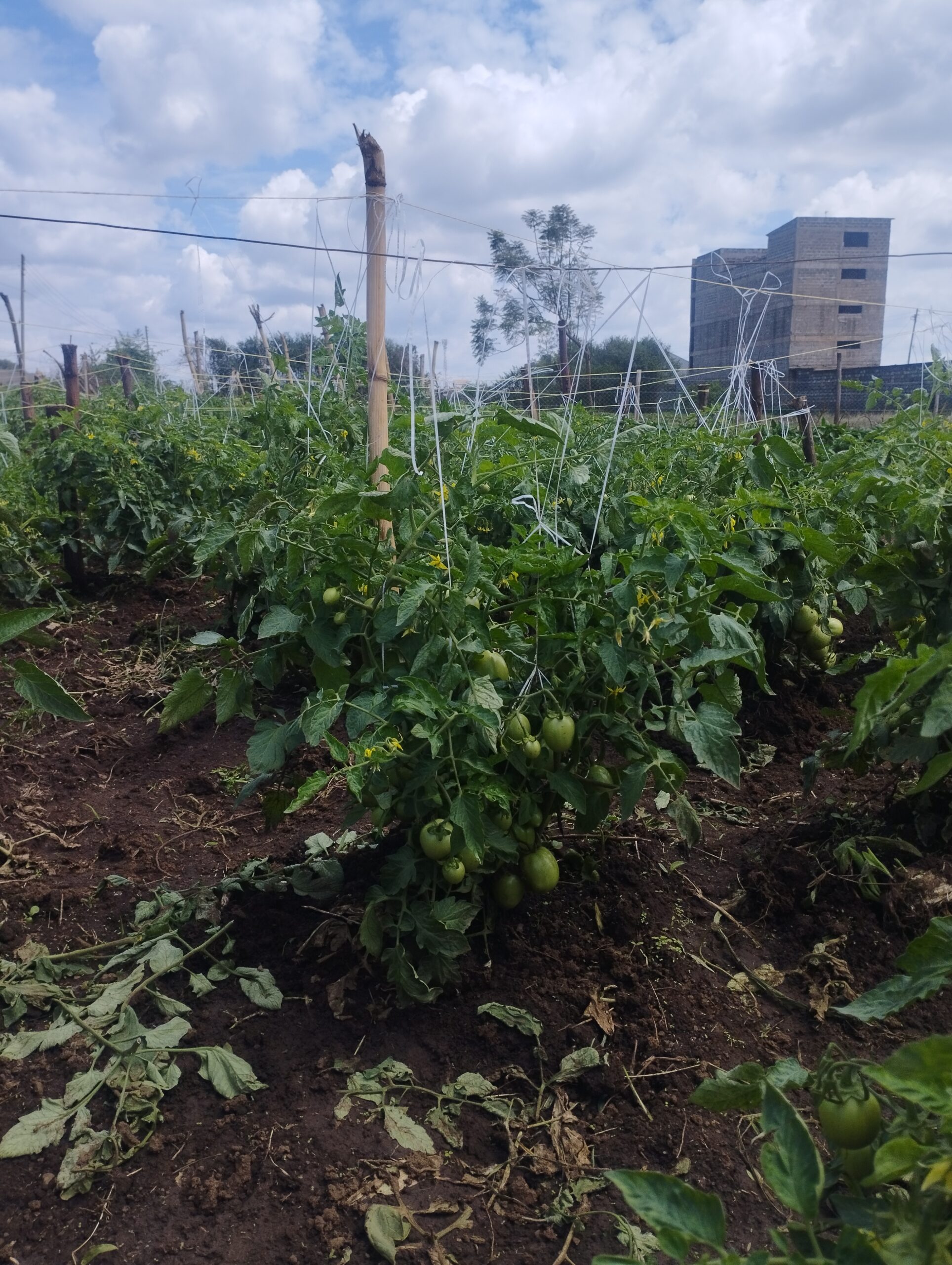 Tomatoes for sale in juja