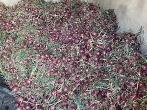 Red Bulb Onions