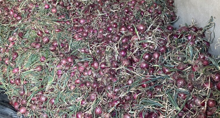 Red Bulb Onions