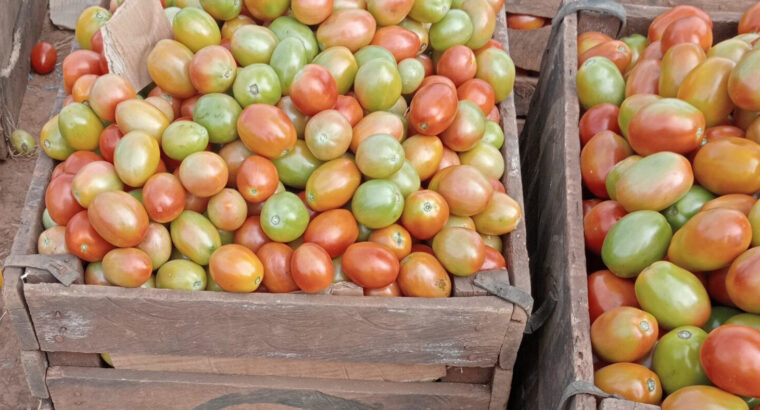 Tomatoes for sale in juja