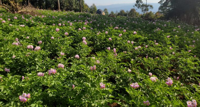 sell of irish potatoes