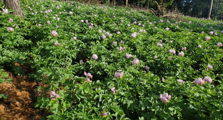 sell of irish potatoes