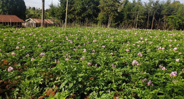 sell of irish potatoes