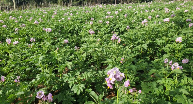 sell of irish potatoes