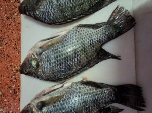 Whole Tilapia for sale