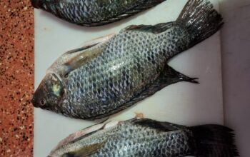 Whole Tilapia for sale