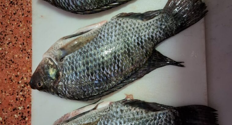 Whole Tilapia for sale