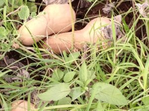 Fresh butternut