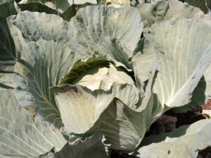 Cabbages on sale