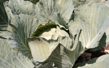 70000 Head of cabbages on sale