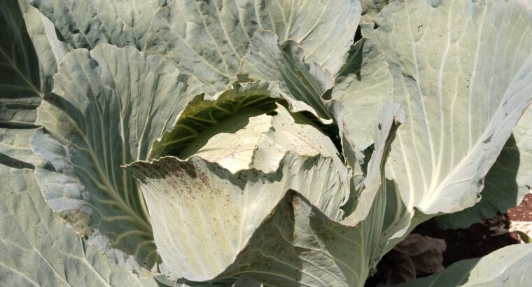 Cabbages on sale