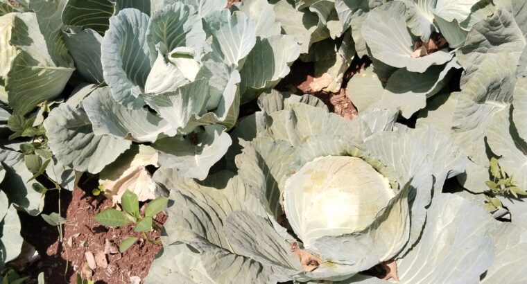 Cabbages on sale