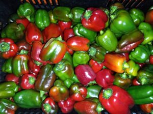 Red & Yellow Capsicum/Hoho