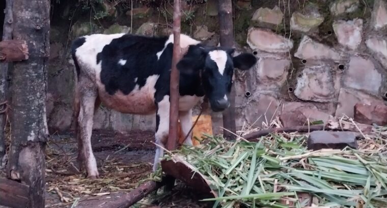 Young Dairy cow