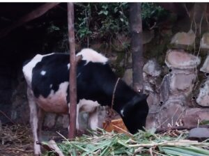 Young Dairy cow