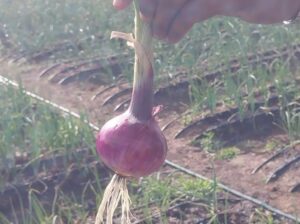 Red Bulb Onions @70 per kg