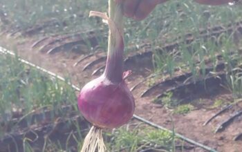 Red Bulb Onions @70 per kg