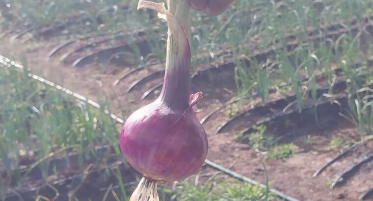 Red Bulb Onions @70 per kg