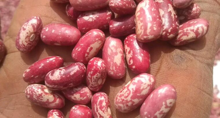 Rose Coco beans