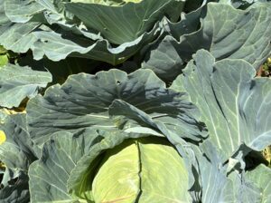 Cabbages sale from farm